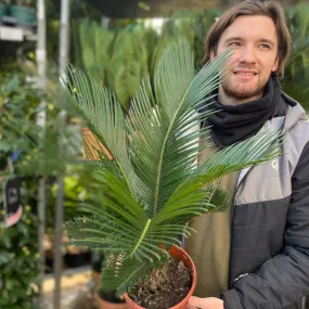 Cycas revoluta | Sago Palm (2 Sizes)